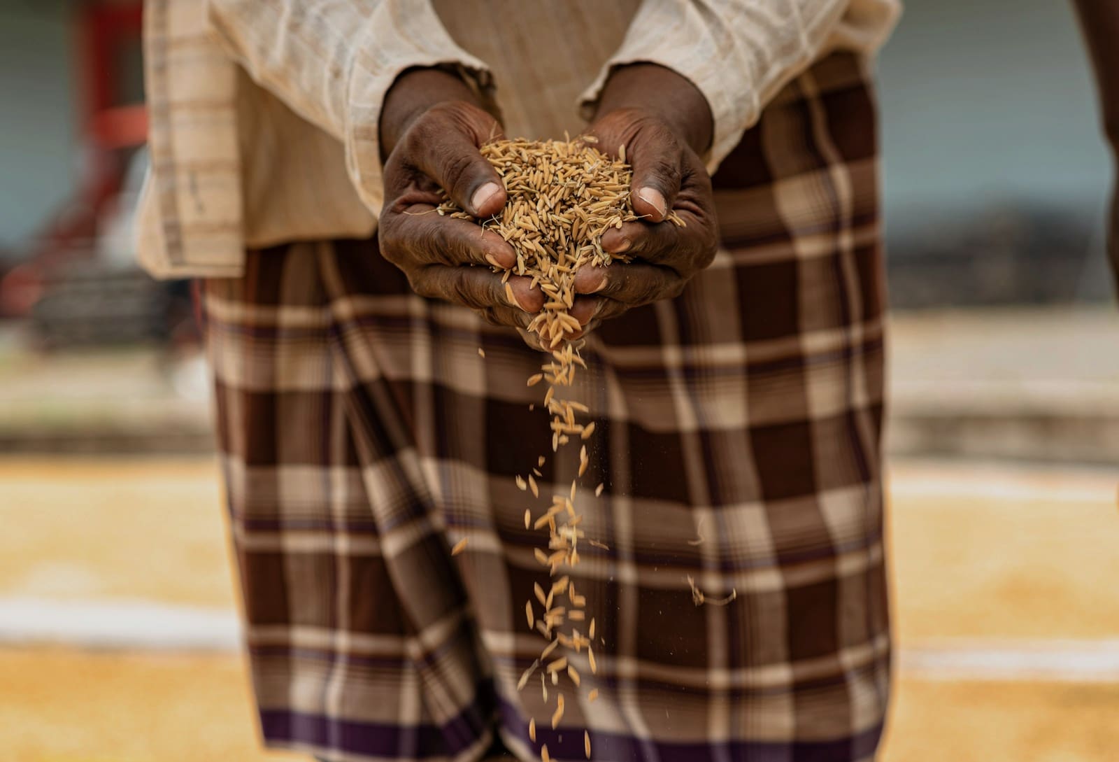 The journey from harvest field to stone mill to kitchen