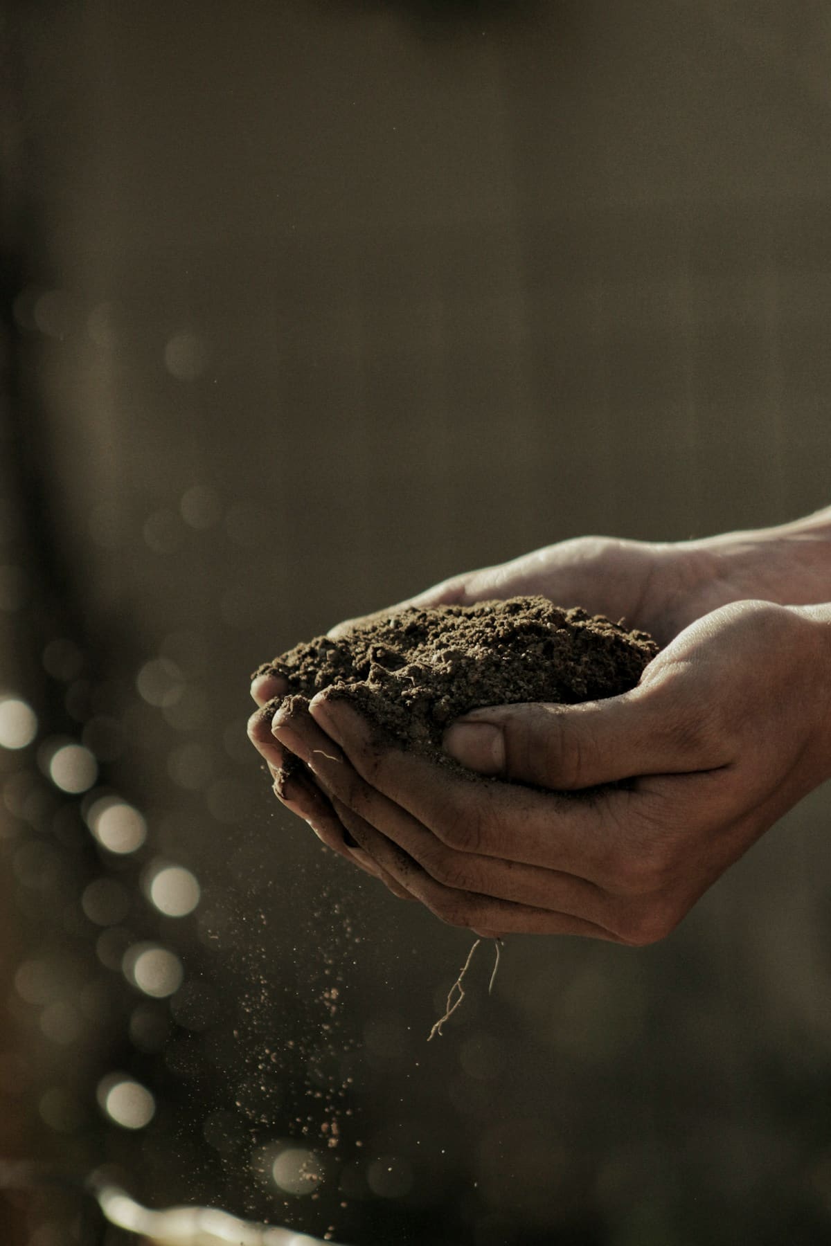 Organic living scene with warm natural light — The Invisible Lifeline: How Water Nurtures NityaTattva's Organic Harvests