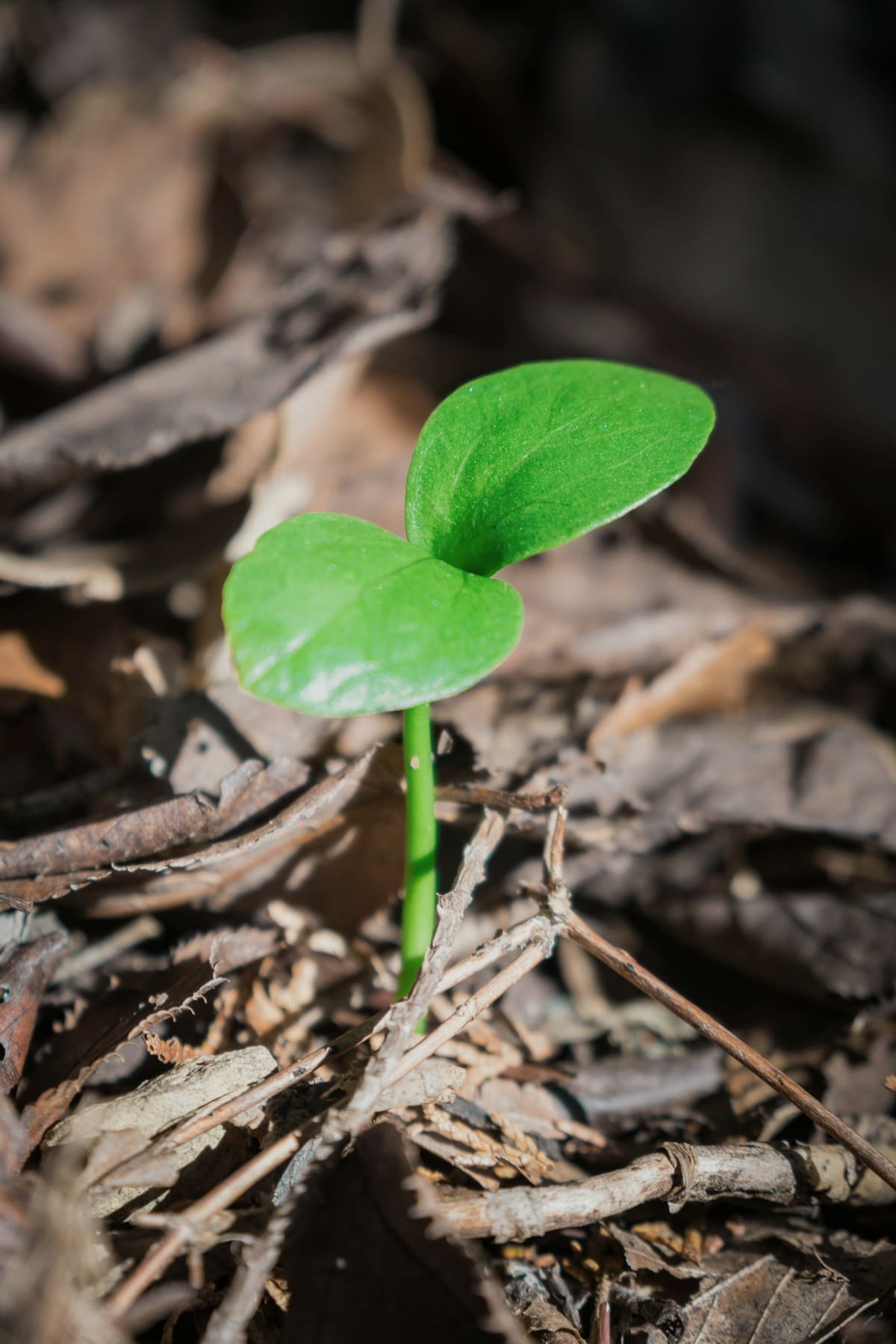 Single sprout in dark loam